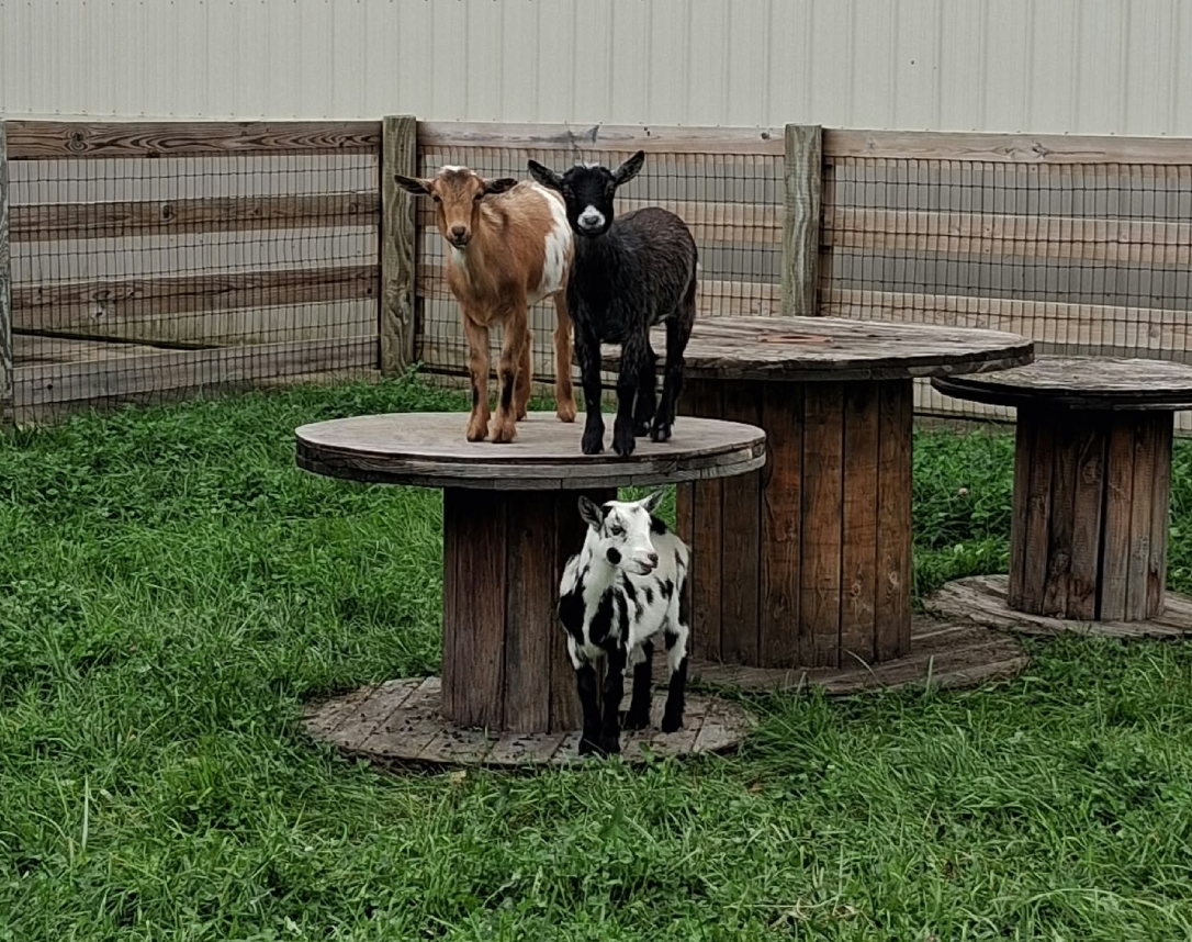 Our Three Nigerian Dwarf Goats
